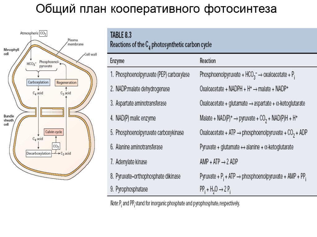 Общий план кооперативного фотосинтеза